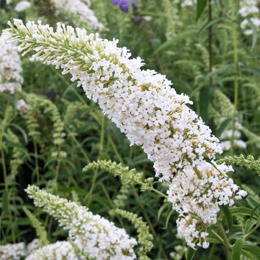 Vlinderstruik wit